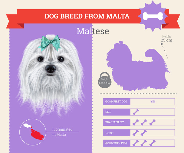 Μαλτέζικη Μάλτα σκυλί φυλή διανυσματικά γραφικά - Διάνυσμα, εικόνα