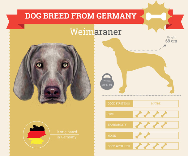 Weimaraner perro raza vector infografías
 - Vector, imagen