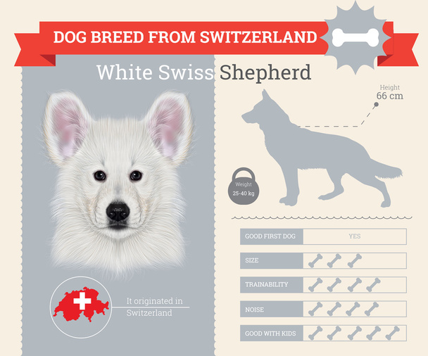 White Shepherd dog breed vector infographics - Vector, Image