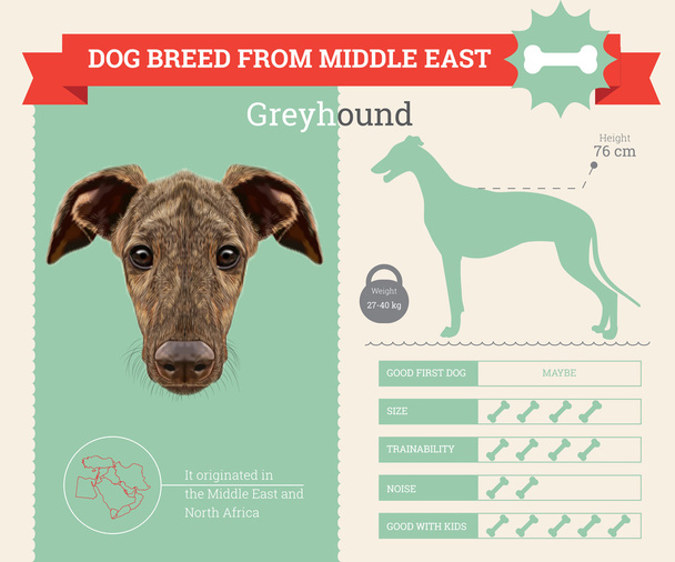 Galgo perro raza vector infografías
 - Vector, Imagen