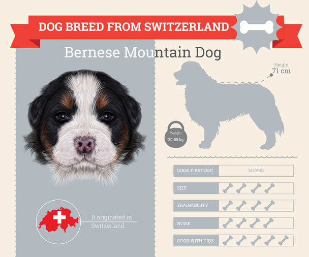 Bernese perro de montaña raza vector infografías
 - Vector, imagen