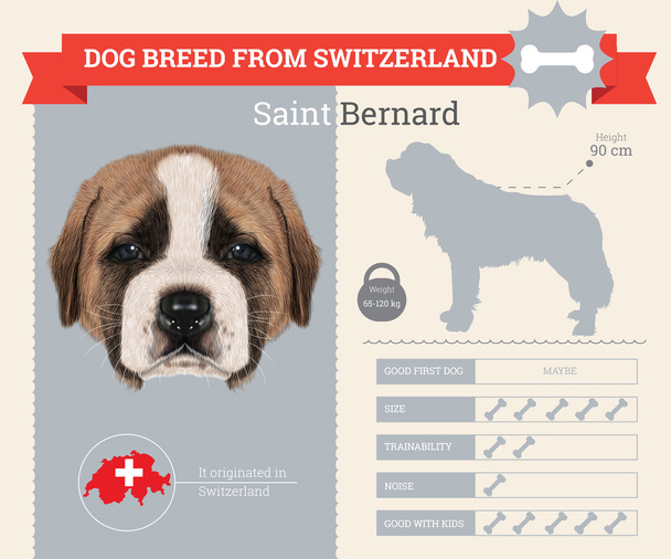 Saint Bernard Hunderasse Vektor-Infografik - Vektor, Bild