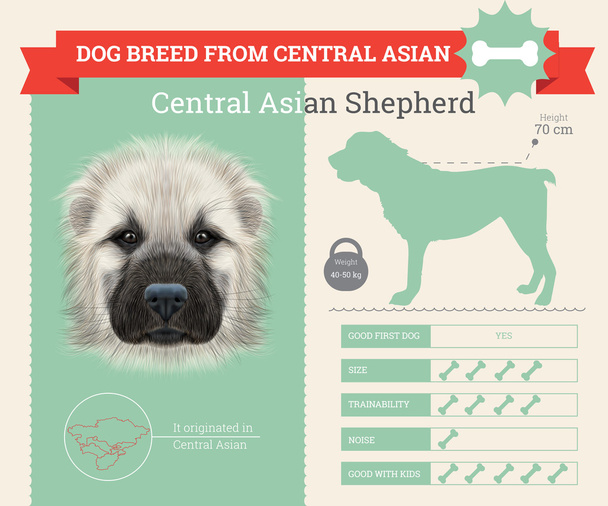 Keski-Aasian paimenkoira rotu vektori infographics
 - Vektori, kuva