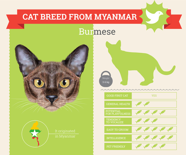 Μπουρμάνος γάτα breed διάνυσμα infographics - Διάνυσμα, εικόνα