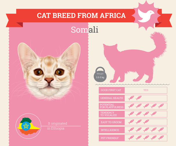 Somali Cat breed vector infographics - Vector, Image
