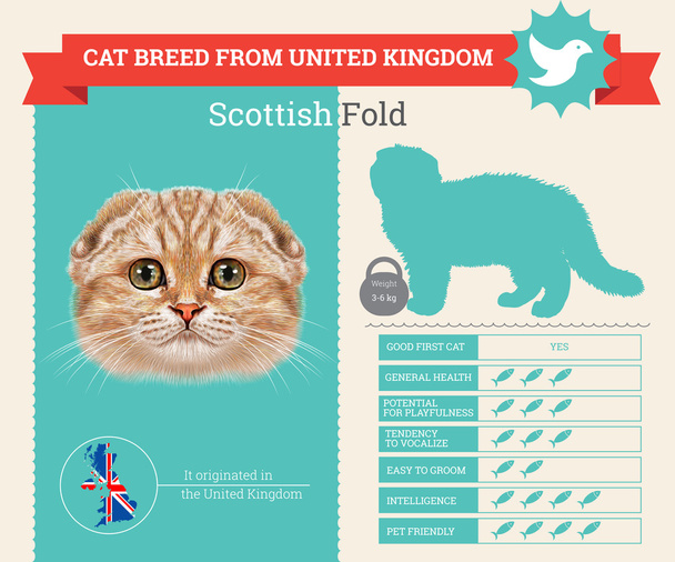 Scottish Fold Cat breed vector infographics - Vector, Image