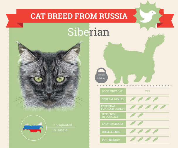 Siberian Cat breed vector infographics - Vector, Image