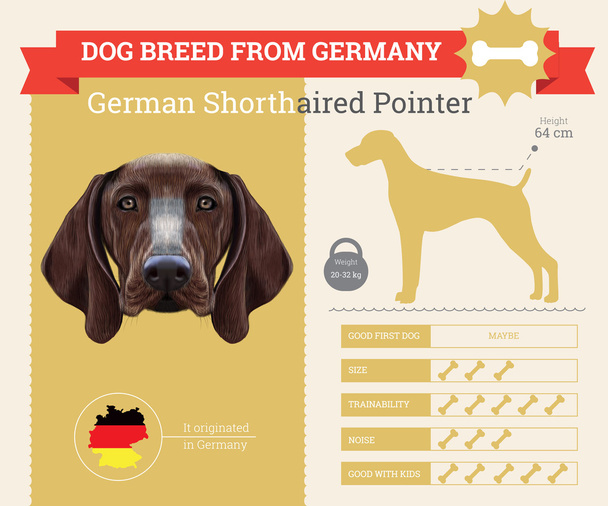 Alman Shorthaired ibre köpek doğurmak vektör infographics - Vektör, Görsel