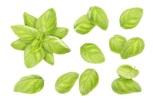 Basil leaves isolated on white background - Photo, Image