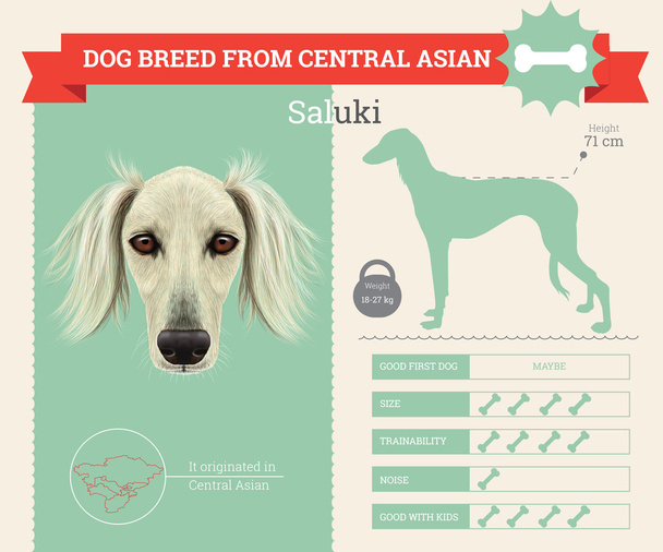 Saluki cão raça vetor infográficos
 - Vetor, Imagem