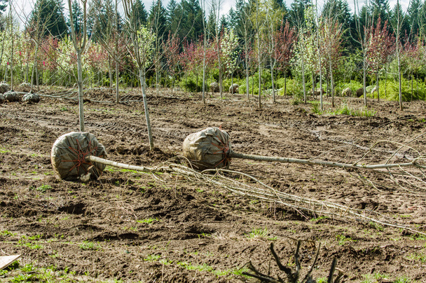 Bomen gegraven en persen op een kwekerij - Foto, afbeelding