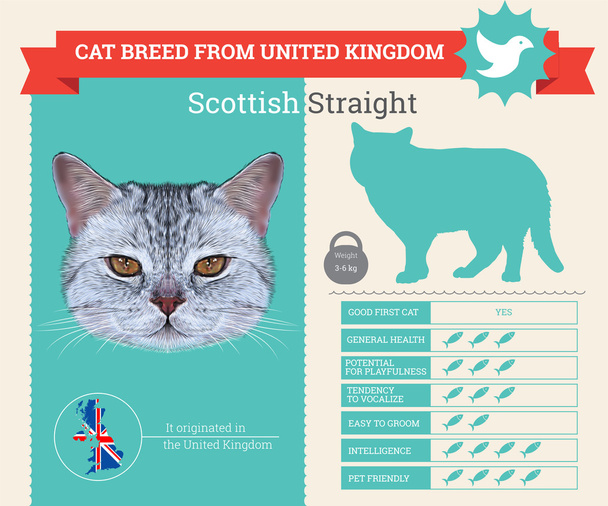 Schottische gerade Katze Rasse Vektor Infografik - Vektor, Bild