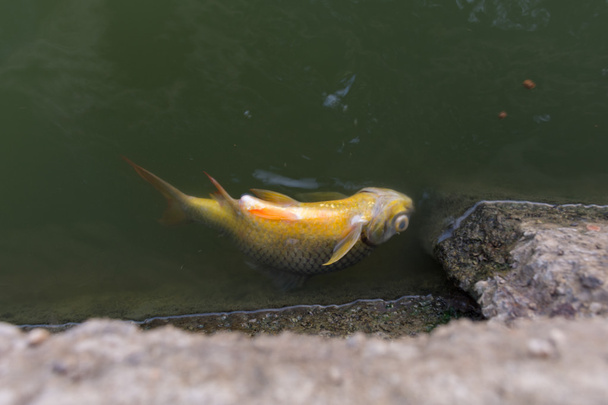 Fish injury dying - Photo, Image