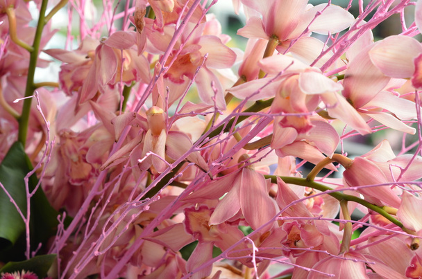 pink orchid flowers close-up background - Zdjęcie, obraz