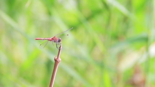 Dragonfly on a Branch - Footage, Video