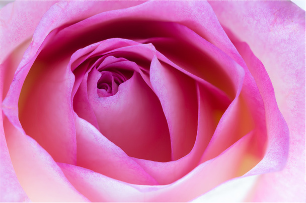 Ροζ τριαντάφυλλο γκρο πλαν να χρησιμοποιήσετε ως φόντο για γάμο. - Φωτογραφία, εικόνα