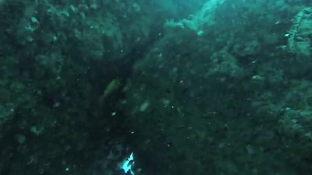 Divers úszni a víz alatt, aqualungs között a korallzátonyok. Állatok. Mélység. - Felvétel, videó