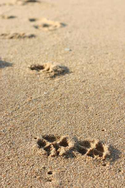 Dog Footprints on the Sand - Foto, immagini