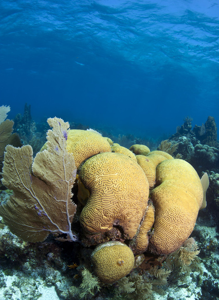 Coral garden with brain corals - Photo, Image