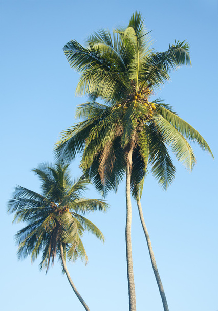 Palmuja kaunista kirkasta taivasta vasten
 - Valokuva, kuva