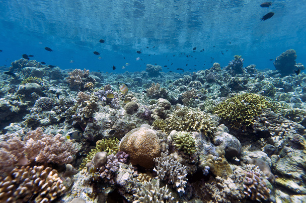 Jardín de coral frente a la isla Bunaken
 - Foto, Imagen