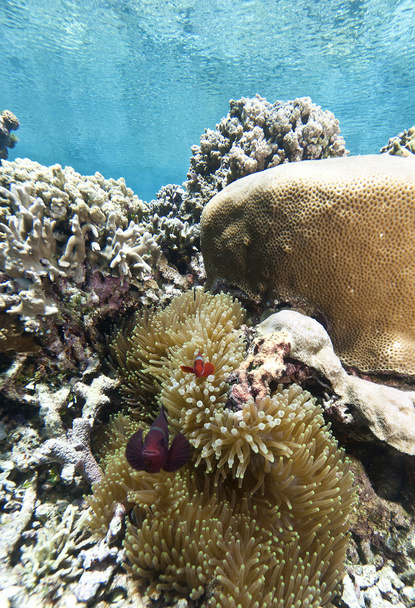 anenomefish από το νησί bunaken - Φωτογραφία, εικόνα