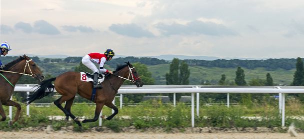 Hevosurheilu Pyatigorskissa - Valokuva, kuva