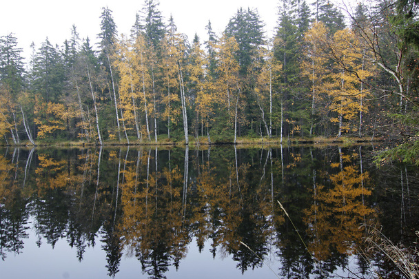Herbstbäume am Seeufer - Foto, Bild