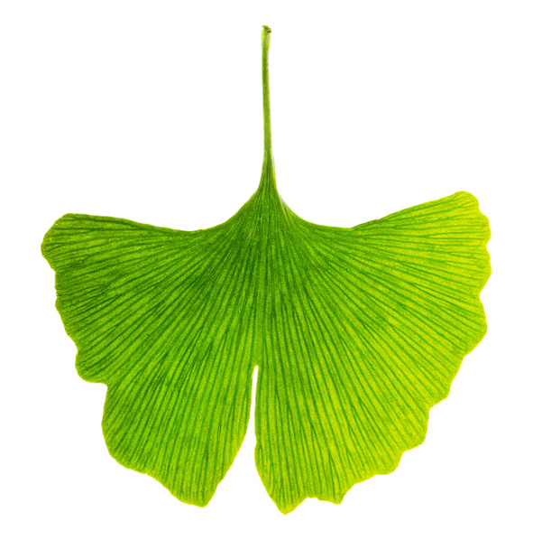 Translucent ginkgo biloba leaf in transmitted light - Foto, afbeelding