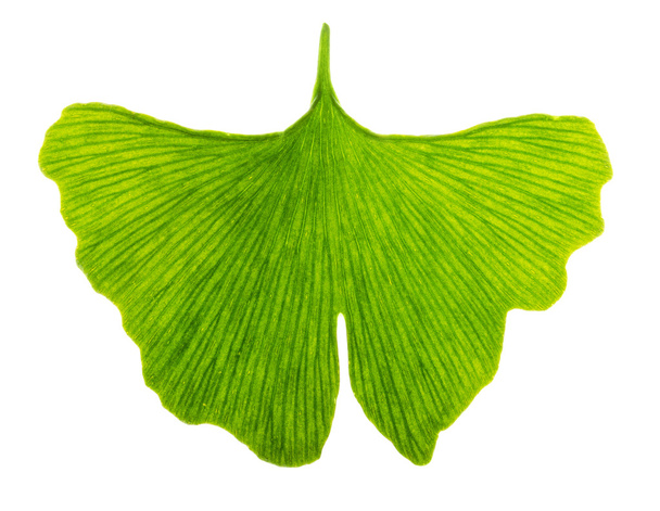 Ginkgo biloba leaf in transmitted light - Foto, afbeelding