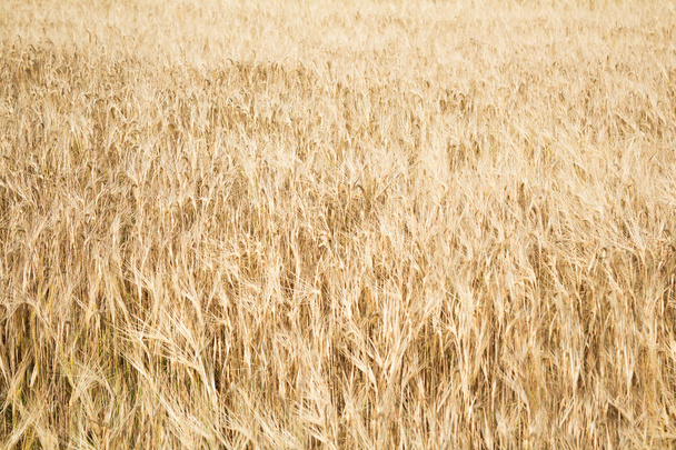 pole zralá žlutá pšenice - Fotografie, Obrázek