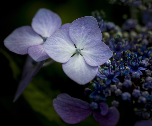 Mooie kleurrijke zomer hortensia bloem close-up - Foto, afbeelding