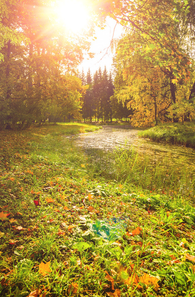 kolorowy park jesień - Zdjęcie, obraz