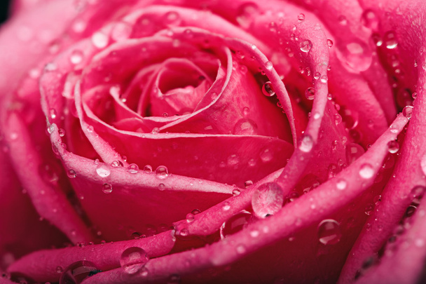 Közelkép a központ gyönyörű rózsaszín rózsa - Fotó, kép