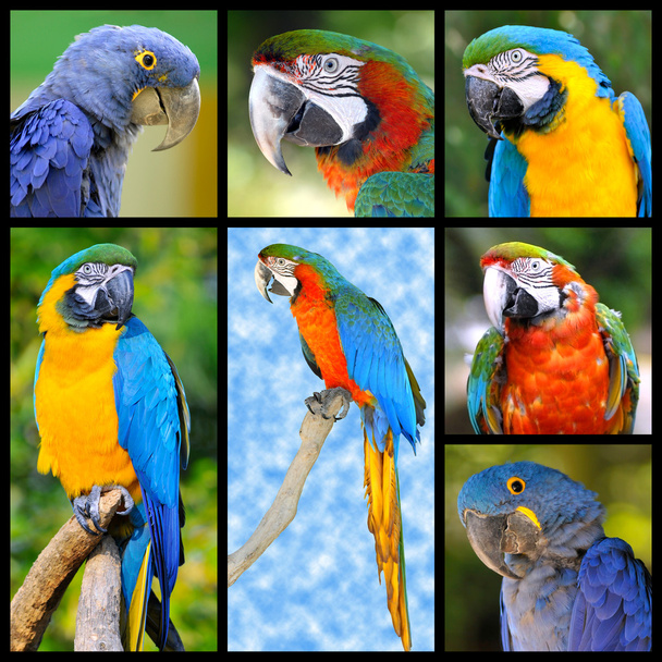 Mosaikfotos von Papageien - Foto, Bild