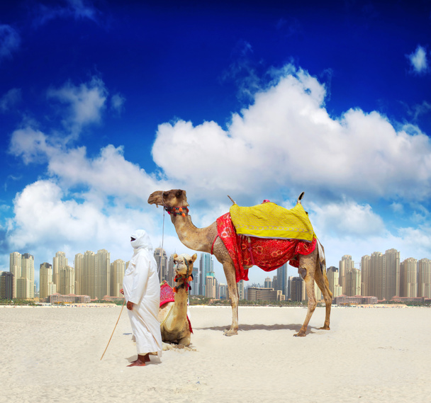 καμήλα στην παραλία του Ντουμπάι, Ηνωμένα Αραβικά Εμιράτα - Φωτογραφία, εικόνα