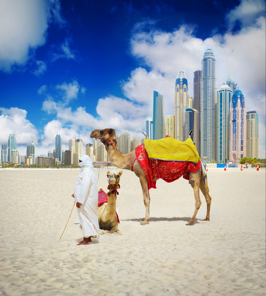 Верблюд на пляже Дубая
 - Фото, изображение