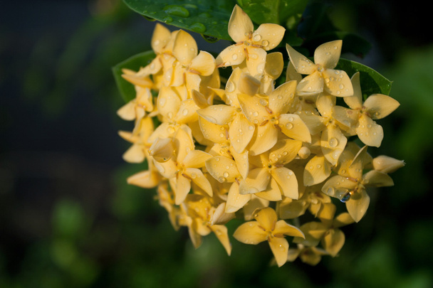 Flores amarelas de Ixora na flor cheia
 - Foto, Imagem