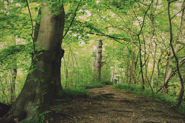 View through English woodland in the summer Vintage Retro Filter - Zdjęcie, obraz