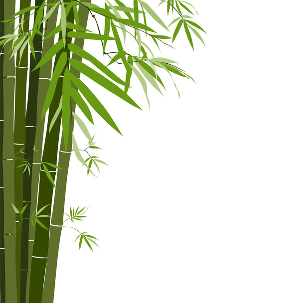 Bambusz, vektoros illusztráció - Vektor, kép