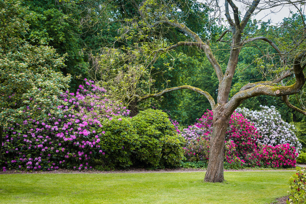 Rhododendron Fiori in un parco pubblico
 - Foto, immagini