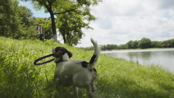Small dog shakes off water - Video, Çekim