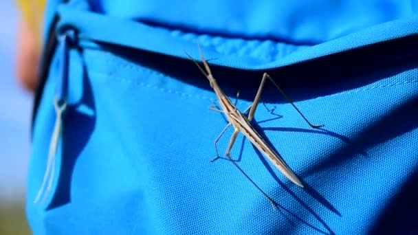 Grasshopper se sienta en una bolsa azul en un día soleado
 - Imágenes, Vídeo