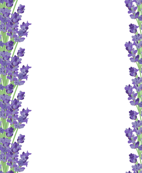 Zweig der Blüten von Lavendel. - Vektor, Bild