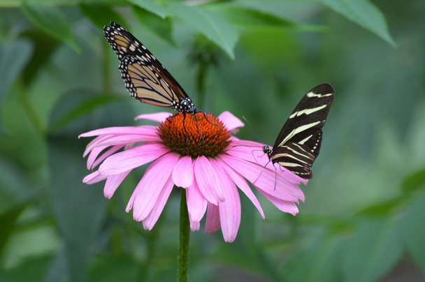 πεταλούδα στον κήπο  - Φωτογραφία, εικόνα