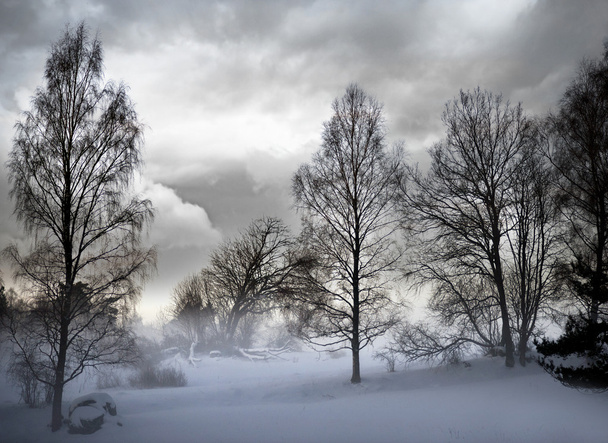 kale bomen in sneeuwstorm - Foto, afbeelding