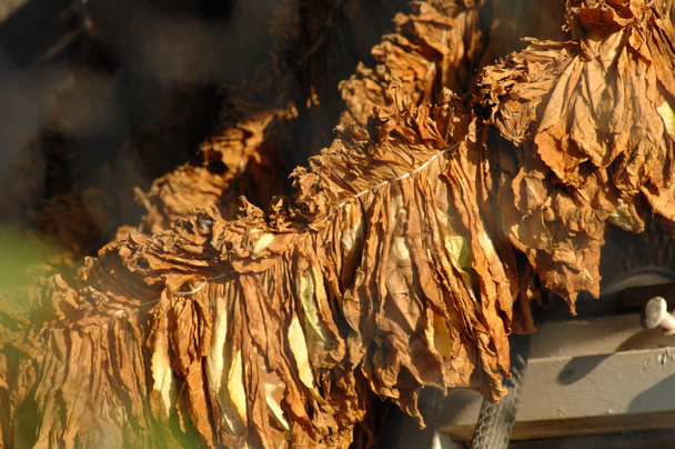 ξηρά φύλλα καπνού κινηματογράφηση σε πρώτο πλάνο - Φωτογραφία, εικόνα