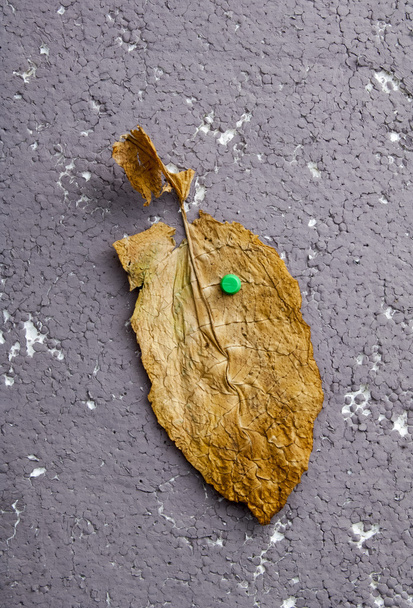 tabac sec en feuilles gros plan
 - Photo, image