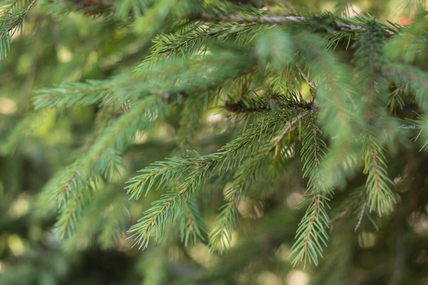 green spruce needles background - Foto, Bild