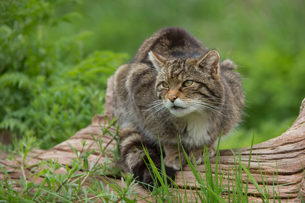 スコットランド ヤマネコ （felis 野良猫 grampia) - 写真・画像